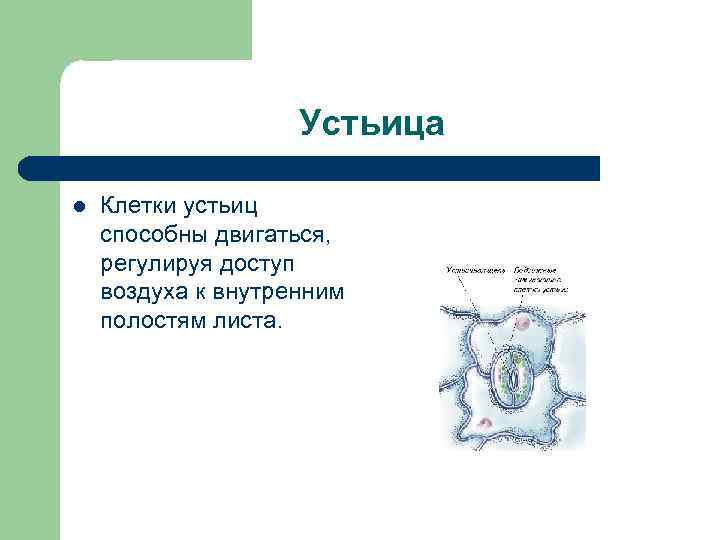 Устьица l Клетки устьиц способны двигаться, регулируя доступ воздуха к внутренним полостям листа. 