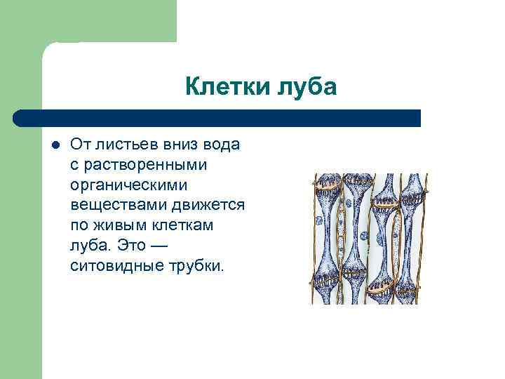 Клетки луба l От листьев вниз вода с растворенными органическими веществами движется по живым