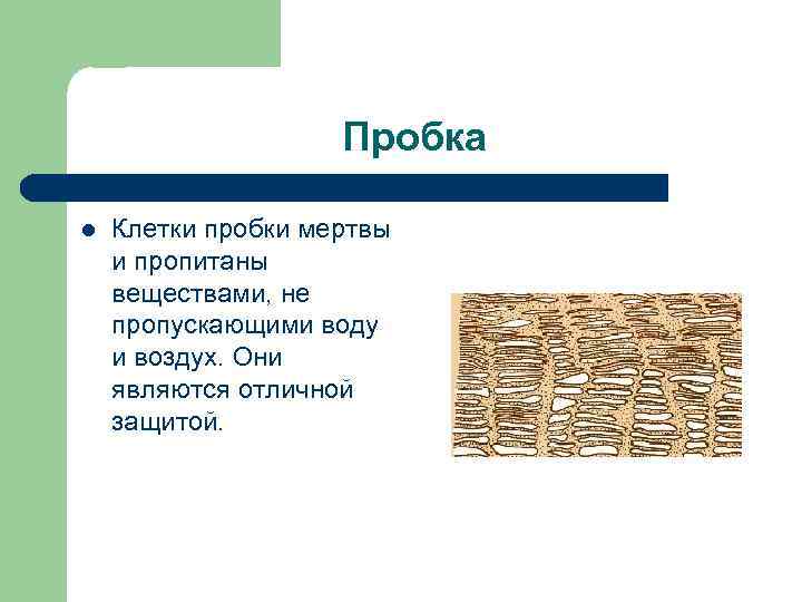 Пробка l Клетки пробки мертвы и пропитаны веществами, не пропускающими воду и воздух. Они