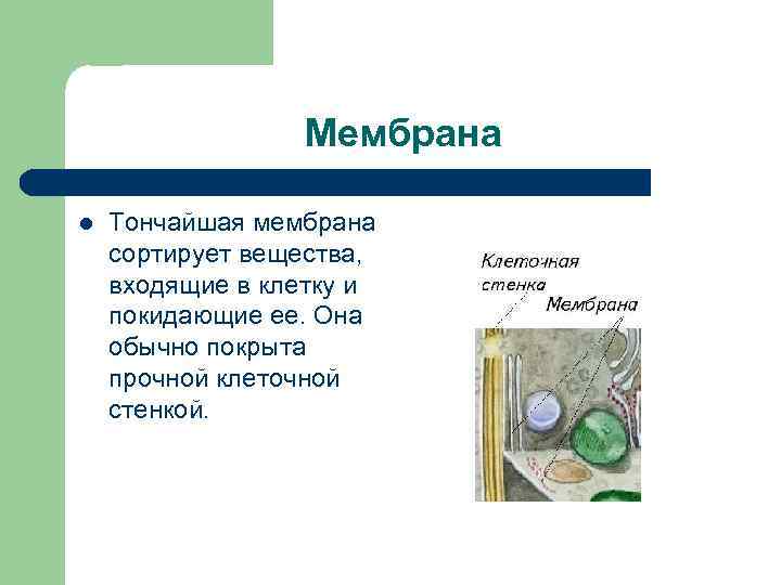 Мембрана l Тончайшая мембрана сортирует вещества, входящие в клетку и покидающие ее. Она обычно