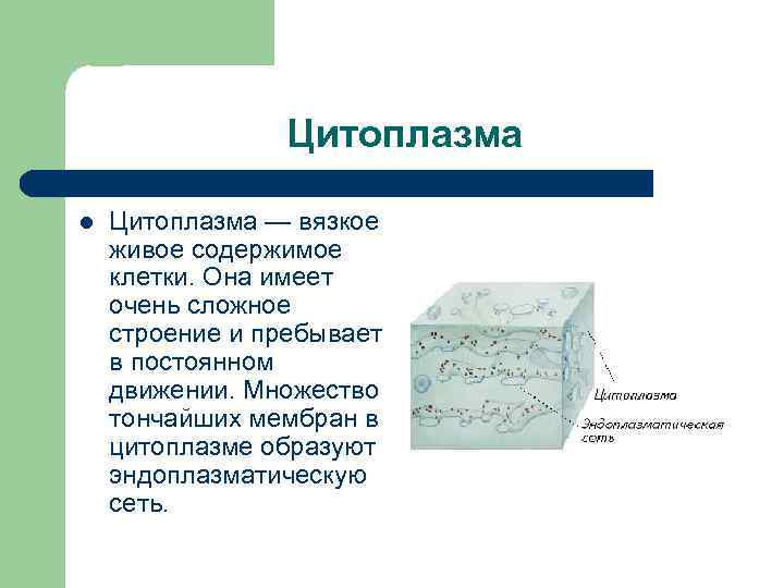 Цитоплазма l Цитоплазма — вязкое живое содержимое клетки. Она имеет очень сложное строение и