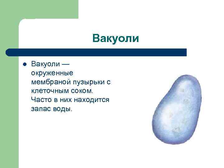 Вакуоли l Вакуоли — окруженные мембраной пузырьки с клеточным соком. Часто в них находится