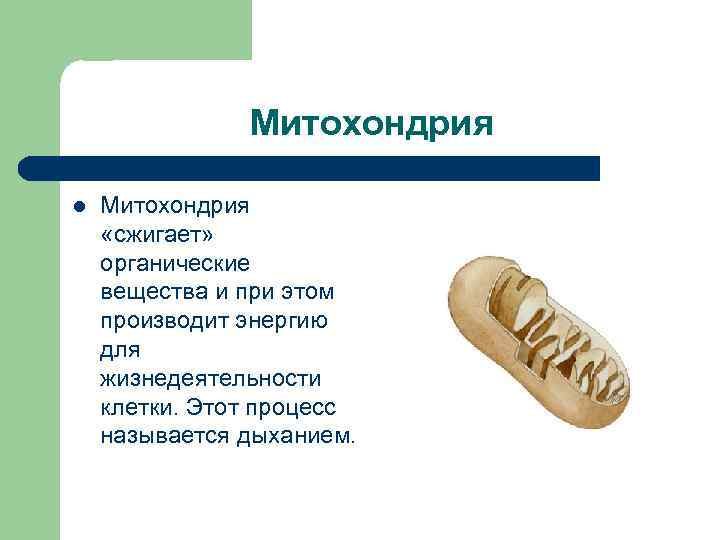 Митохондрия l Митохондрия «сжигает» органические вещества и при этом производит энергию для жизнедеятельности клетки.