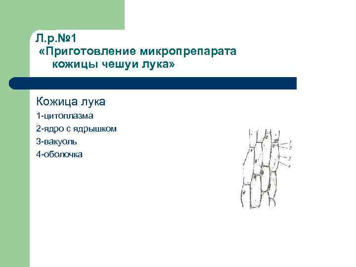 Л. р. № 1 «Приготовление микропрепарата кожицы чешуи лука» Кожица лука 1 -цитоплазма 2