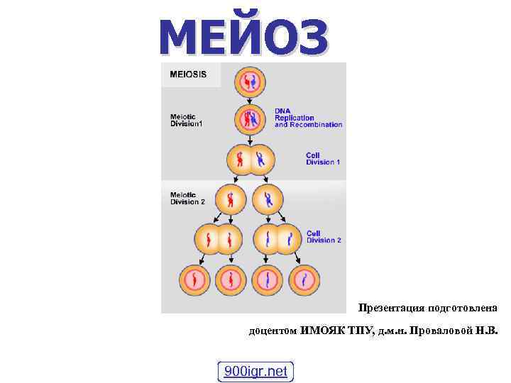 МЕЙОЗ Презентация подготовлена доцентом ИМОЯК ТПУ, д. м. н. Проваловой Н. В. 900 igr.