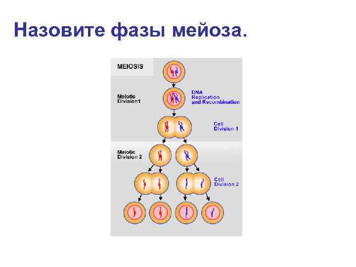Назовите фазы мейоза. 