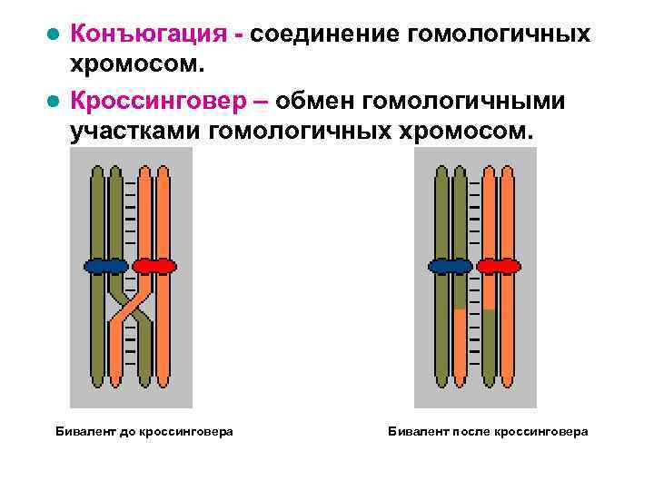Конъюгация - соединение гомологичных хромосом. l Кроссинговер – обмен гомологичными участками гомологичных хромосом. l