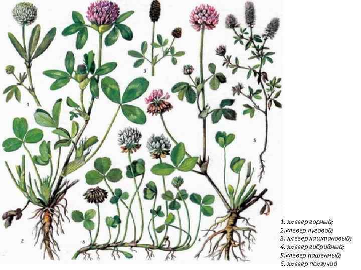 Клевер тип корневой. Клевер Луговой гибридный ползучий. Клевер Луговой ботаника. Клевер ползучий Клевер Луговой Клевер гибридный. Клевер горный Пашенный.