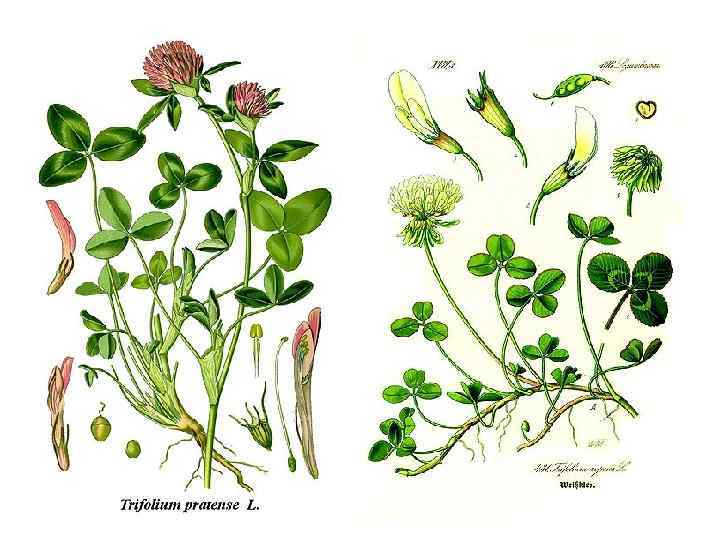 Рассмотрите изображения растений нителла редька дикая. Клевер Луговой и ползучий. Клевер белый ползучий плод.