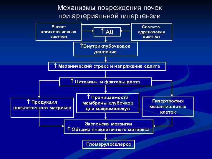 Механизмы повреждения почек при артериальной гипертензии Ренинангиотензиновая система АД Симпатоадреналовая система Внутриклубочковое давление Механический