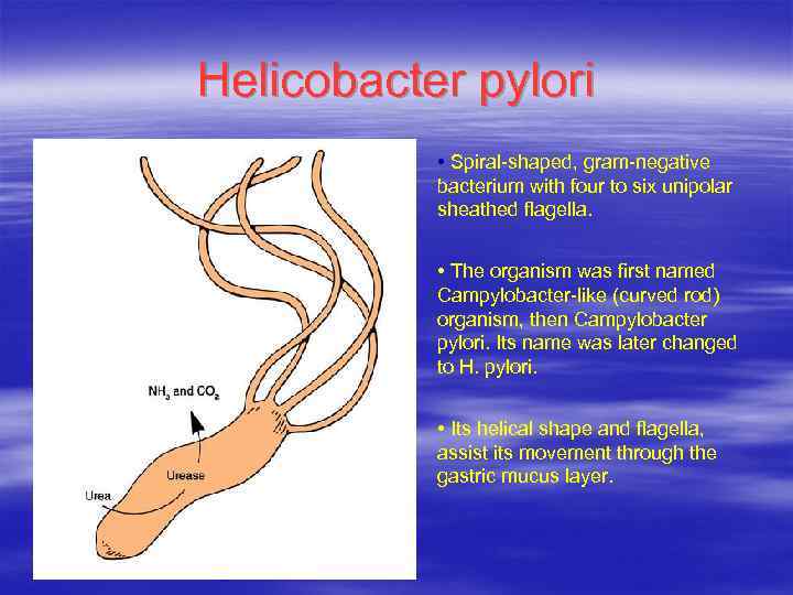 Helicobacter pylori • Spiral-shaped, gram-negative bacterium with four to six unipolar sheathed flagella. •