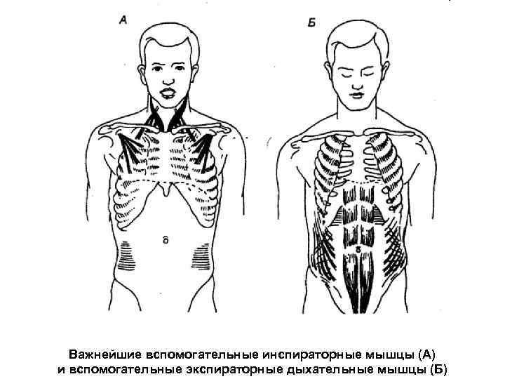 Какой буквой на рисунке обозначена дыхательная мышца диафрагма