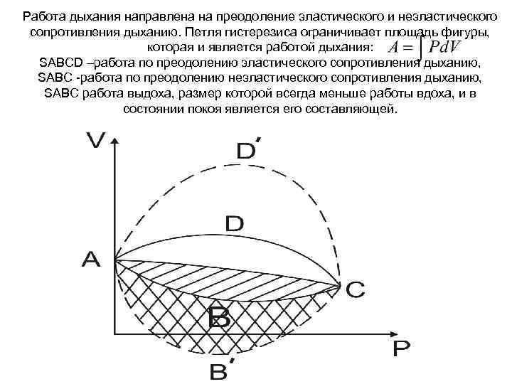 Работа дыхания направлена на преодоление эластического и неэластического сопротивления дыханию. Петля гистерезиса ограничивает площадь