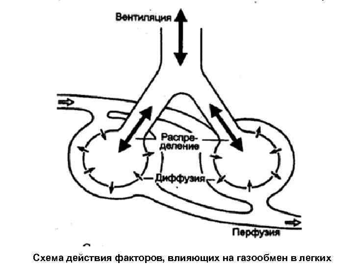 Схема действия факторов, влияющих на газообмен в легких 