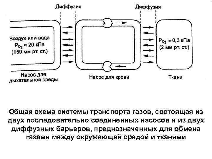 Общая схема системы транспорта газов, состоящая из двух последовательно соединенных насосов и из двух