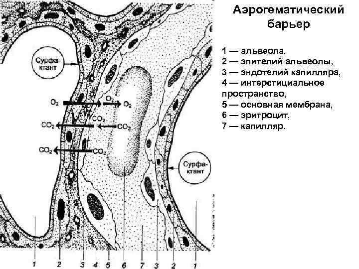 Схема строения аэрогематического барьера