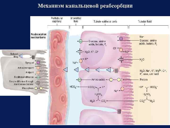 Механизм канальцевой реабсорбции 