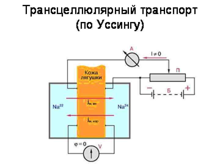 SMOOTH MUSCLE Pressure and tension in hollow organs F F How does muscle contraction