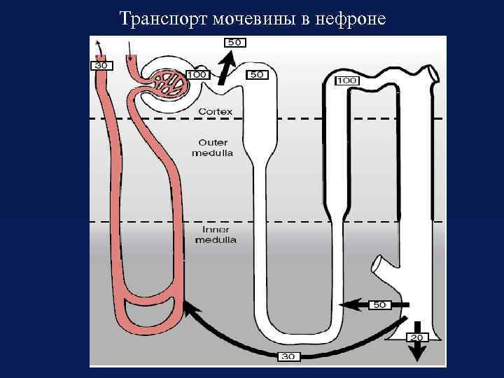 Транспорт мочевины в нефроне 