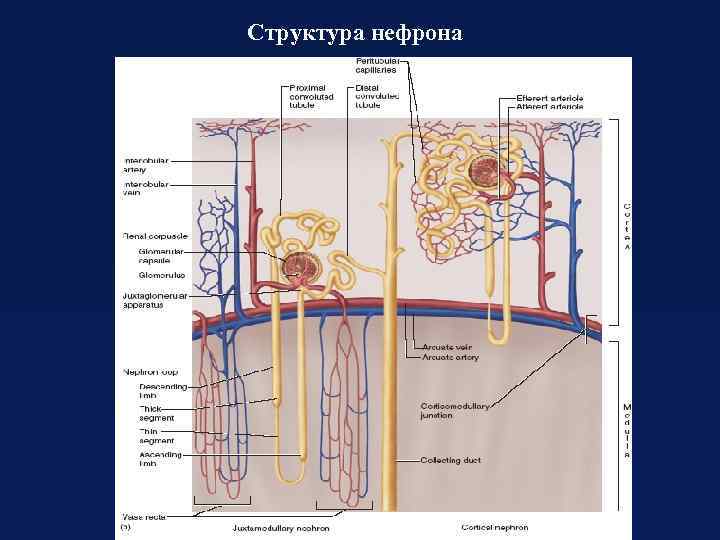 Структура нефрона 
