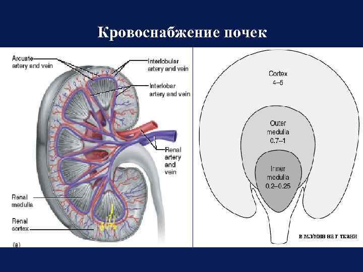 Кровоснабжение почки схема