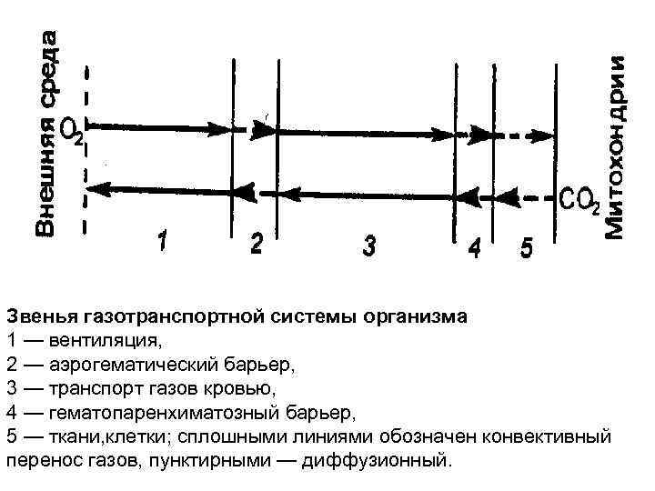 Звенья дыхания