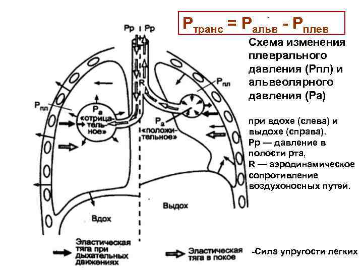 Звенья дыхания