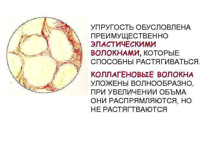 УПРУГОСТЬ ОБУСЛОВЛЕНА ПРЕИМУЩЕСТВЕННО ЭЛАСТИЧЕСКИМИ ВОЛОКНАМИ, КОТОРЫЕ СПОСОБНЫ РАСТЯГИВАТЬСЯ. КОЛЛАГЕНОВЫЕ ВОЛОКНА УЛОЖЕНЫ ВОЛНООБРАЗНО, ПРИ УВЕЛИЧЕНИИ