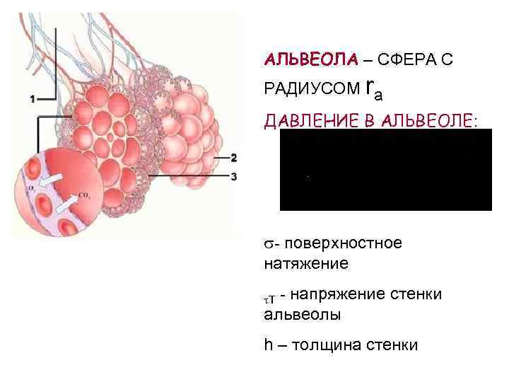 Ткань альвеол