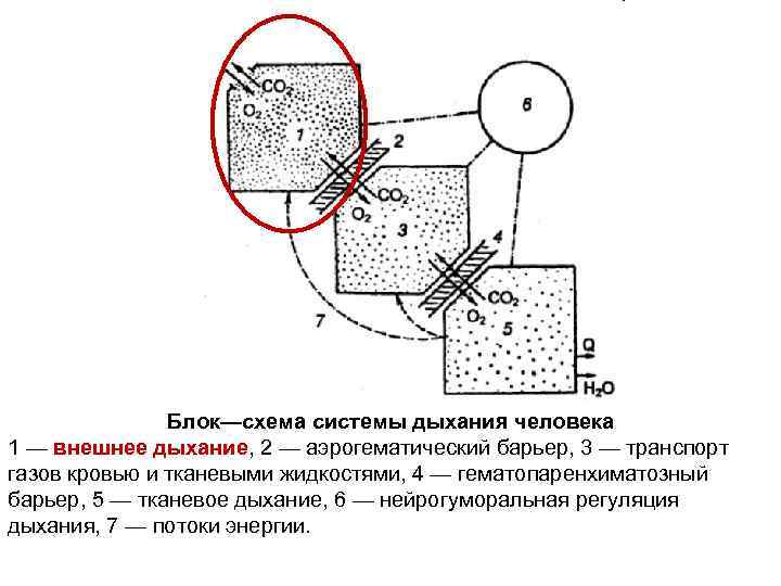 Блок—схема системы дыхания человека 1 — внешнее дыхание, 2 — аэрогематический барьер, 3 —