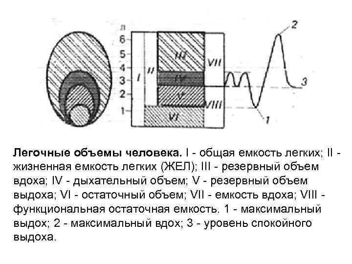 Легочные объемы человека. I - общая емкость легких; II - жизненная емкость легких (ЖЕЛ);