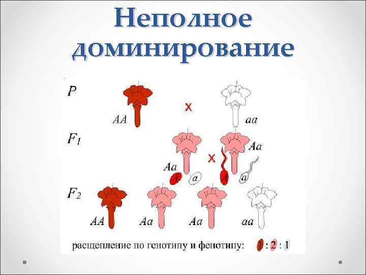 Неполное доминирование схема скрещивания