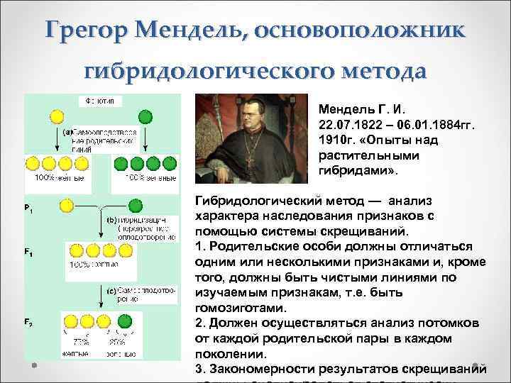 Особенности гибридологического метода менделя