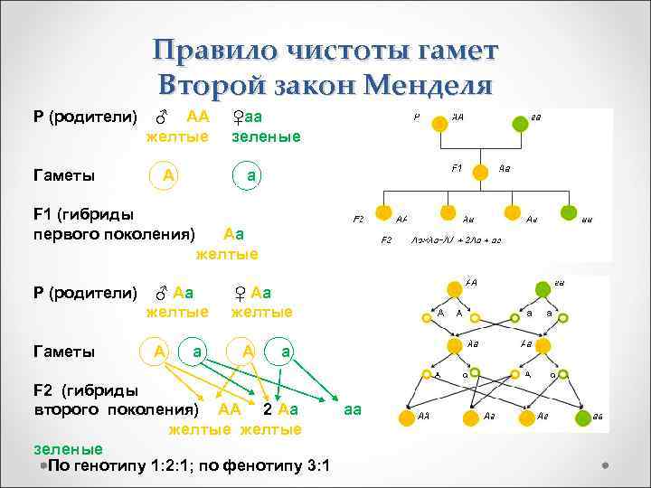 Правило чистоты гамет Второй закон Менделя Р (родители) Гаметы ♂ АА желтые А а