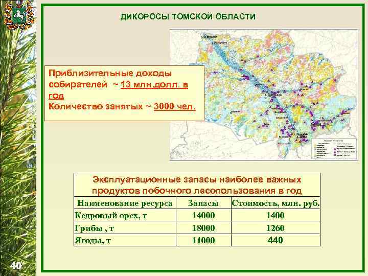ДИКОРОСЫ ТОМСКОЙ ОБЛАСТИ Приблизительные доходы собирателей ~ 13 млн. долл. в год Количество занятых