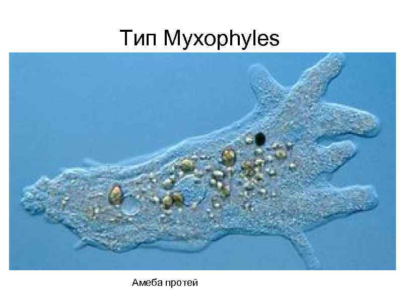 Тип Myxophyles Амеба протей 