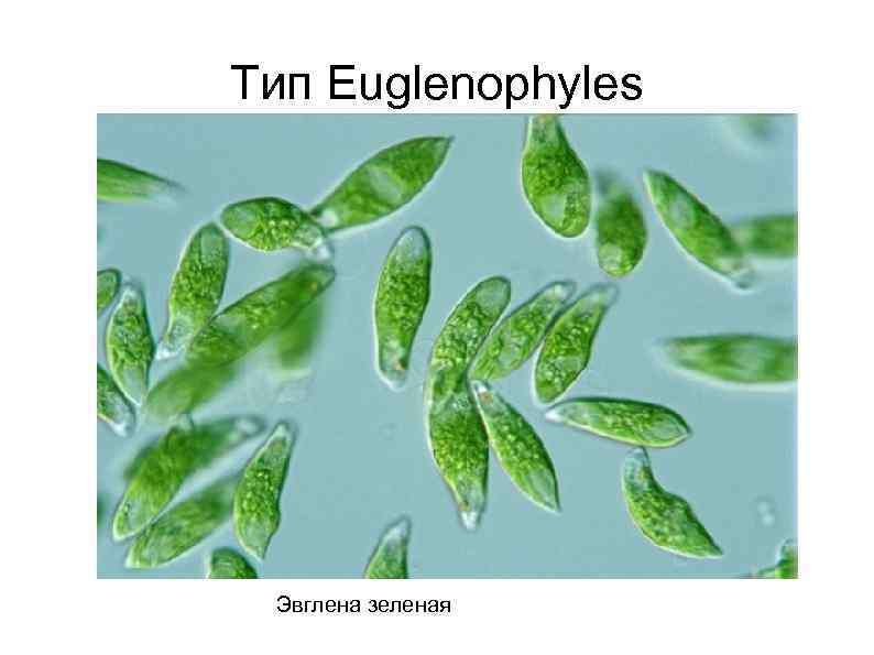 Тип Euglenophyles Эвглена зеленая 