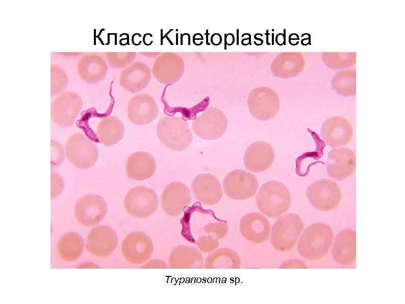 Класс Kinetoplastidea Trypanosoma sp. 