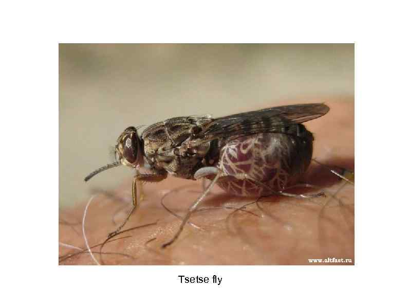 Tsetse fly 