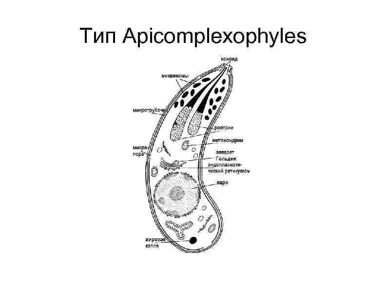 Тип Apicomplexophyles 