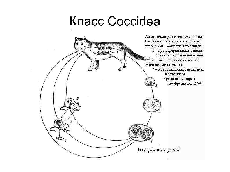 Класс Coccidea Toxoplasma gondii 