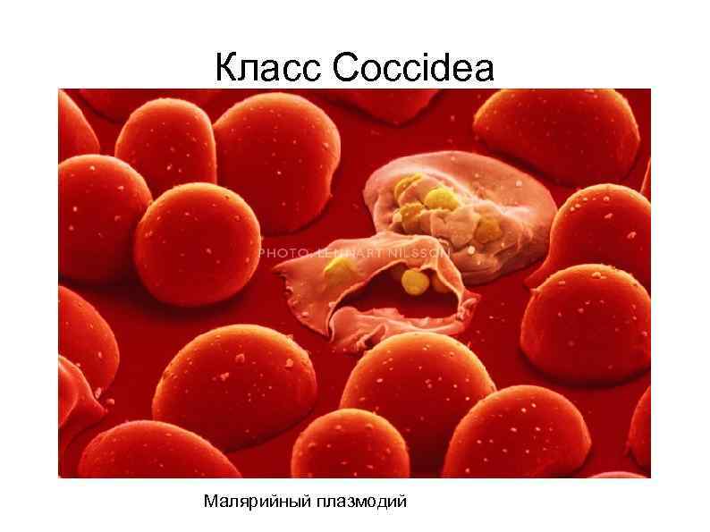 Класс Coccidea Малярийный плазмодий 