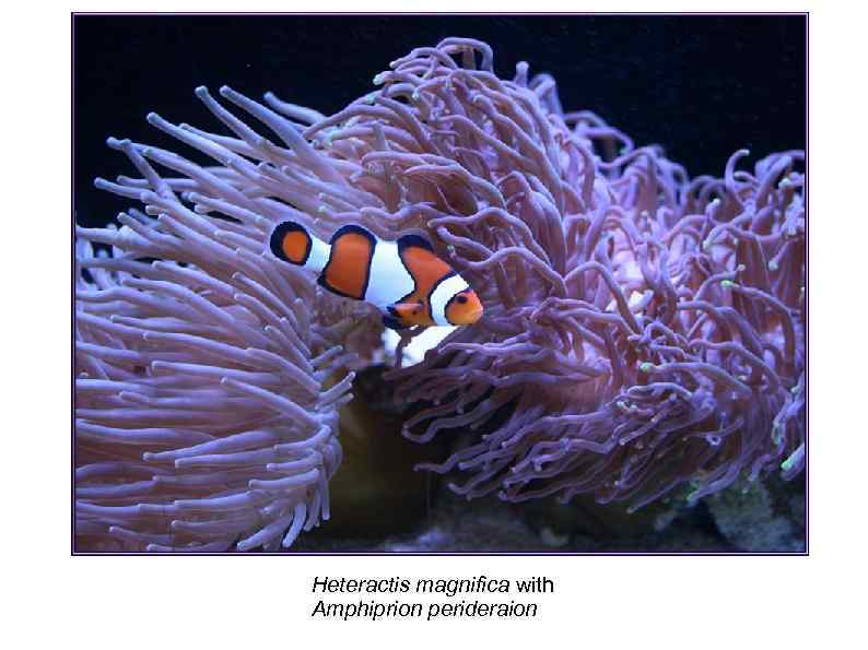 Heteractis magnifica with Amphiprion perideraion 