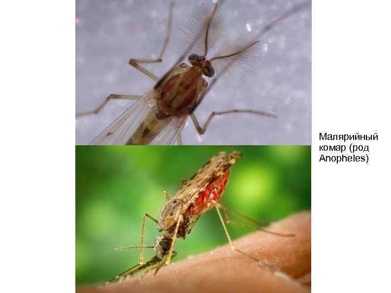Малярийный комар (род Anopheles) 