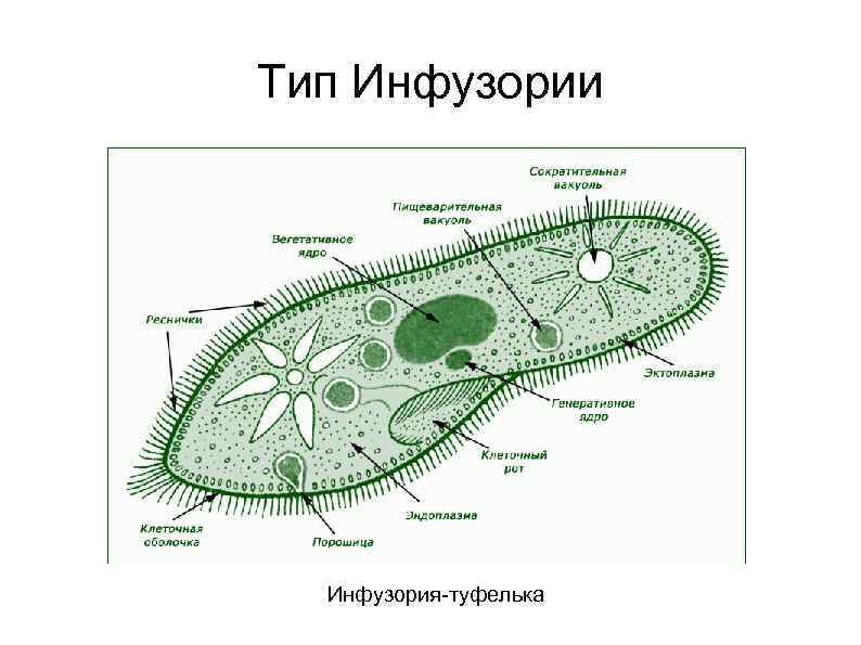 Тип Инфузории Инфузория-туфелька 