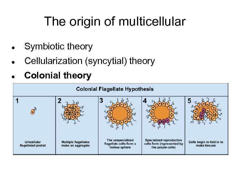 The origin of multicellular Symbiotic theory Cellularization (syncytial) theory Colonial theory 
