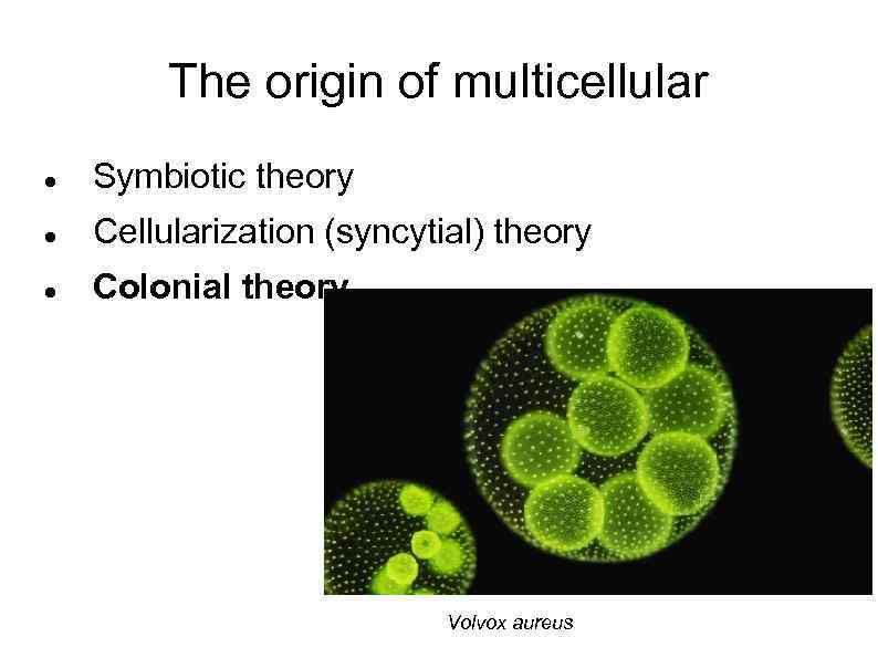 The origin of multicellular Symbiotic theory Cellularization (syncytial) theory Colonial theory Volvox aureus 