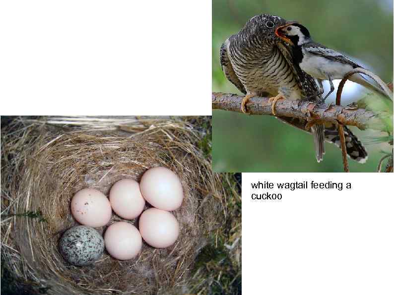 white wagtail feeding a cuckoo 
