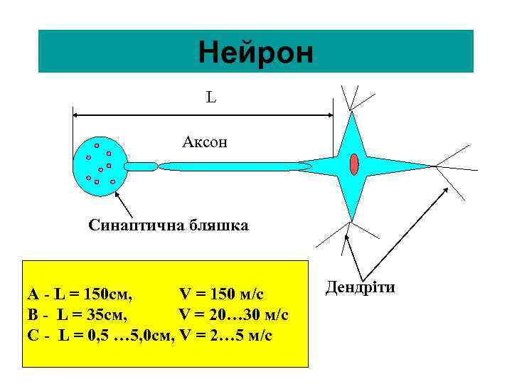 Нейрон L Аксон Синаптична бляшка A - L = 150 см, V = 150