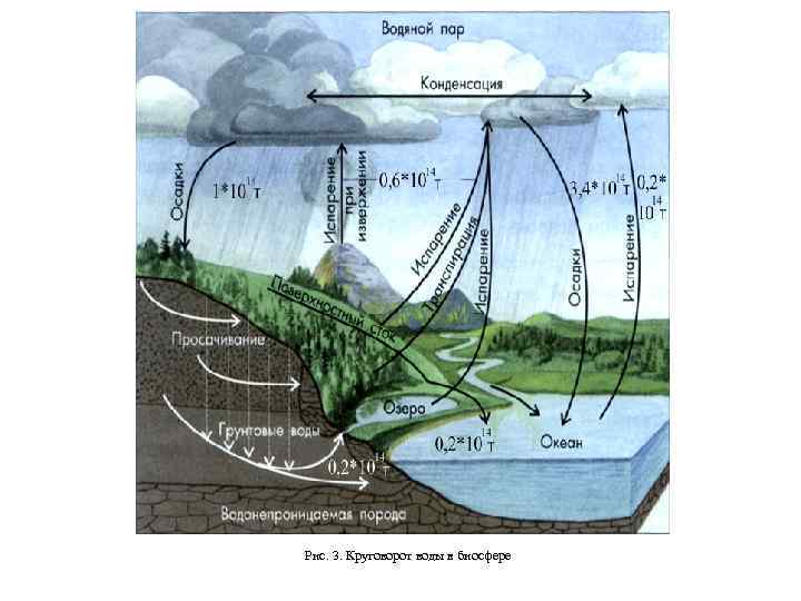 Рис. 3. Круговорот воды в биосфере 